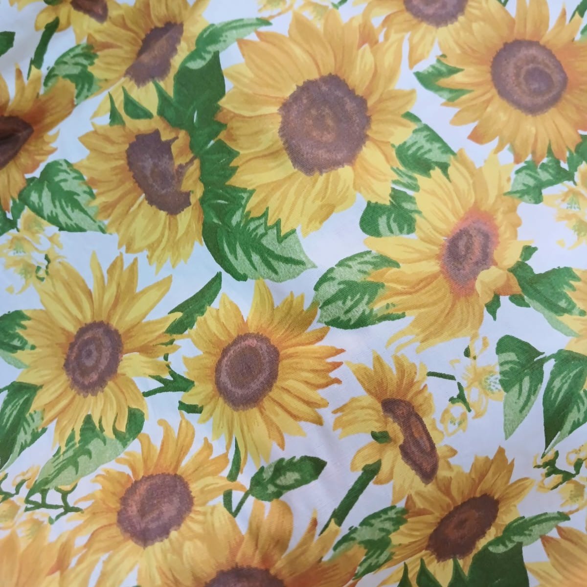 Girasoles fondo blanco