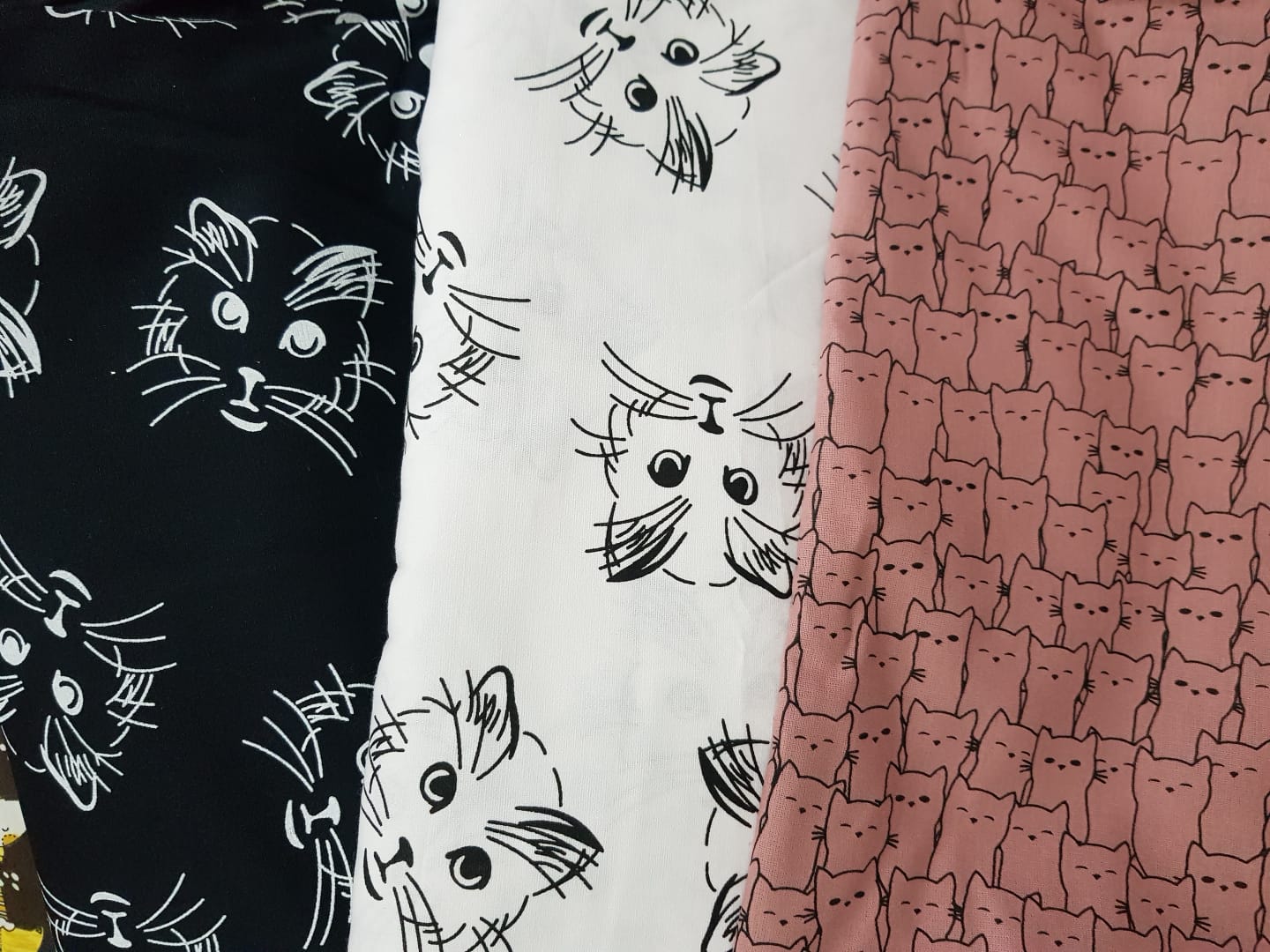 Gato, fondo negro