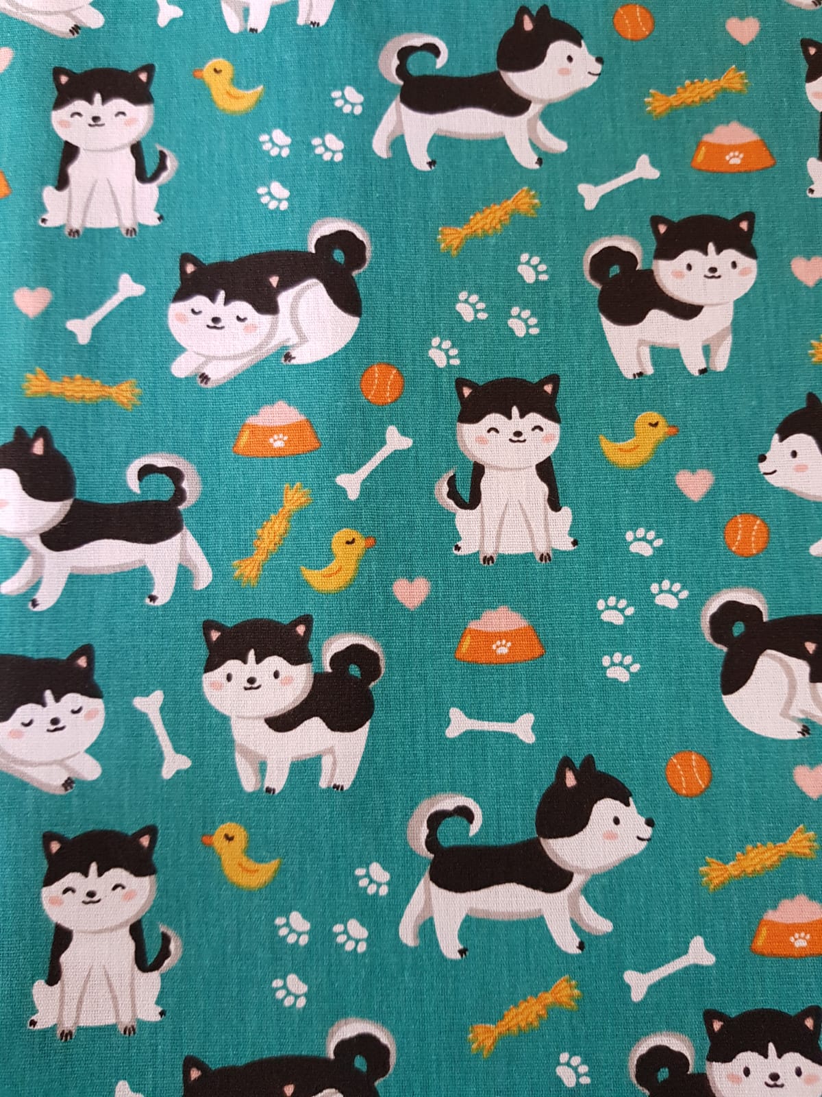 Perros hushky fondo turquesa